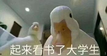 雪吃瓜表情包可爱,可爱雪吃瓜表情包大盘点