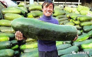 恋爱有瓜吃,甜蜜与酸涩交织的甜蜜时光