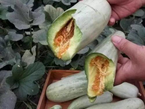 什么瓜可以不削皮吃,哪些瓜类可以放心不削皮食用