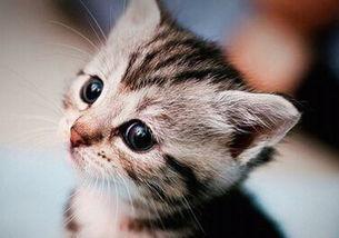 猫咪吃瓜吃吐了怎么办,紧急应对指南