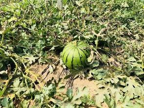 劳动累了怎么吃瓜,如何轻松享用一夏清凉瓜果