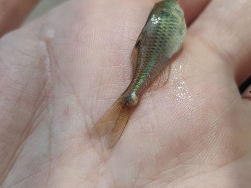 小瓜虫吃尾巴,揭示自然界的生存法则