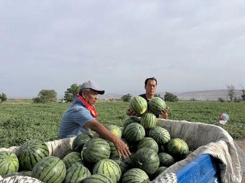 吃瓜扶沟,吃瓜之旅，品味地方特色
