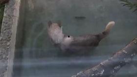 狼狼喵吃瓜,揭秘娱乐圈那些不为人知的幕后故事