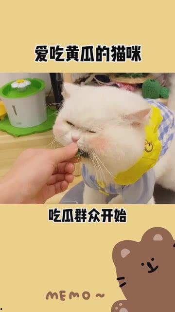 要开始了吗吃瓜,娱乐圈风云再起