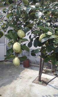 吊树瓜怎么吃,探索热带水果的独特美味