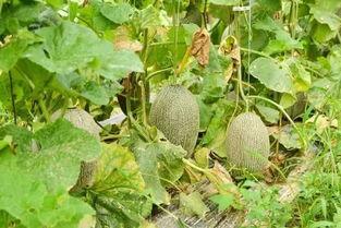 9号线吃瓜,揭秘地铁线上的吃瓜盛事