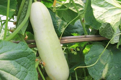 白色的水果瓜怎么吃,白色水果瓜的多样食法探索