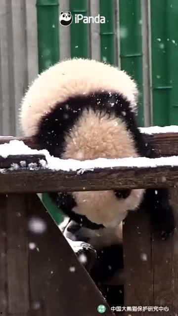 吃瓜小熊大连,一场味蕾与文化的奇妙之旅