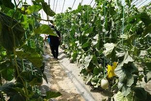 西南林业吃瓜视频