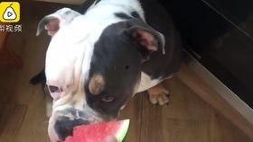 成都吃瓜狗,揭秘网红美食背后的故事