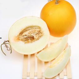 缅甸蜜瓜什么季节吃,缅甸蜜瓜的黄金食季