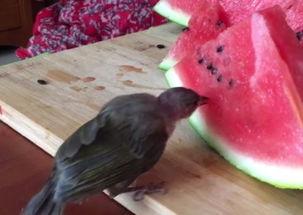 小鸟酱事件吃瓜,网络舆论的风暴与反思