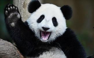 吃瓜熊猫晚上,揭秘娱乐圈那些不为人知的幕后故事