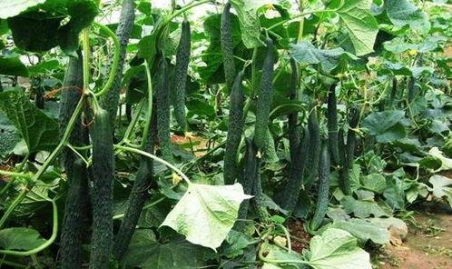 浙瓜什么季节吃最好,秋季浙瓜最鲜美时节