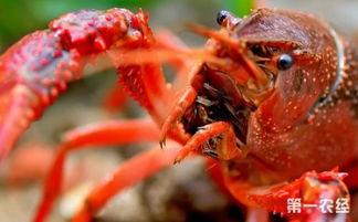 吃小瓜虫的虾,探寻吃小瓜虫虾的独特风味