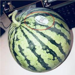 平乡网红吃瓜,揭秘网络红人的幕后生活