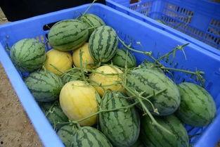 吃瓜组织群,网络社交新现象背后的故事