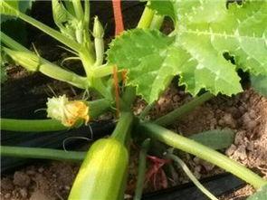 沂水吃瓜征集,一场别开生面的乡村狂欢