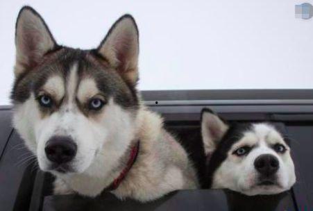 带你吃瓜 二哈,揭秘二哈的搞笑日常