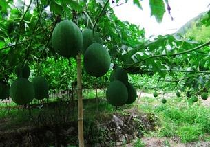 如何吃吊瓜,解锁吊瓜美味新境界