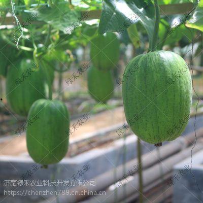 吃济南的瓜,一场味蕾上的“瓜”界盛宴