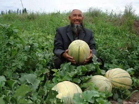 新疆老汉吃的瓜,新疆老汉瓜田里的甜蜜生活