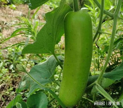 女子吃瓠子瓜好吗图片